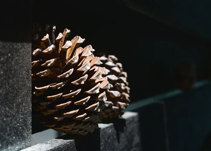 La Cachette Du Un Cocon Nature Pour Des Souvenirs Inoubliables *