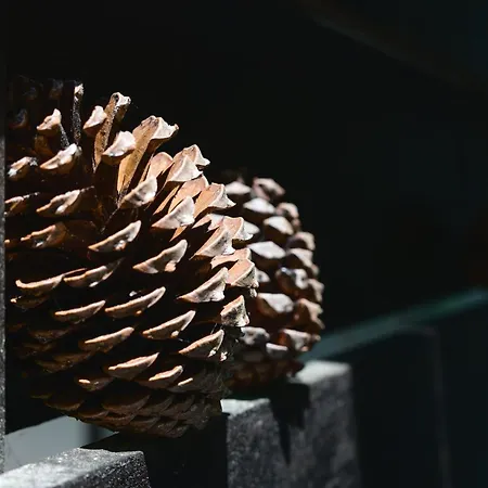 La Cachette Du Un Cocon Nature Pour Des Souvenirs Inoubliables *